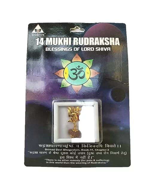 14 mukhi rudraksha